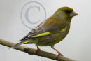 Male Greenfinch